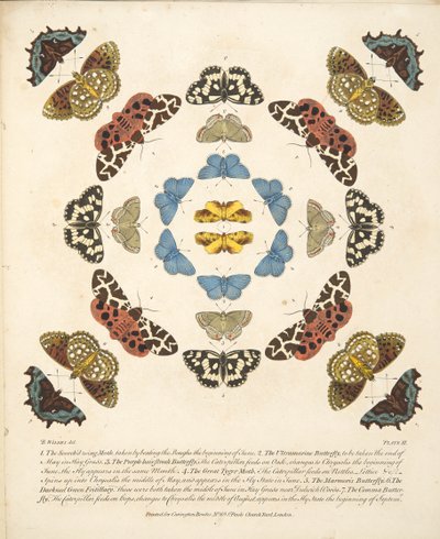 Plaat III uit Een Zeldzame Afbeelding van Vlinders en Motten, uitgegeven 1764 door Benjamin Wilkes