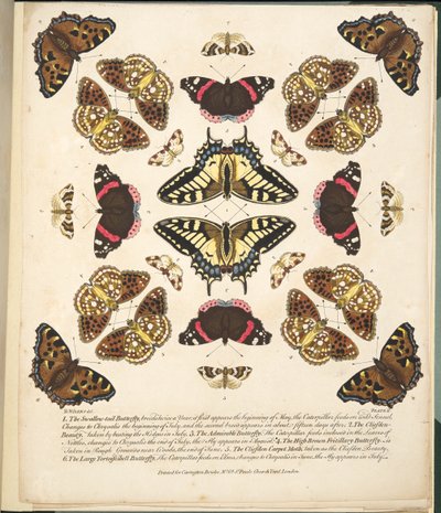 Plaat II uit Een Zeldzame Afbeelding van Vlinders en Motten, uitgegeven 1764 door Benjamin Wilkes