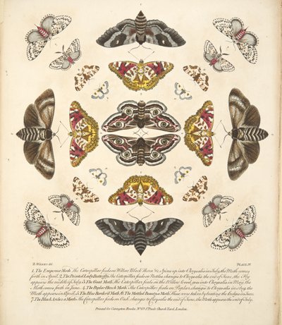 Plaat IV uit Een Zeldzame Afbeelding van Vlinders en Motten, uitgegeven 1764 door Benjamin Wilkes