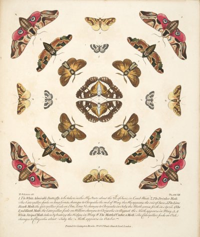 Plaat VIII, uit Een zeldzame afbeelding van vlinders en motten, uitgegeven 1764 (handgekleurde gravure) door Benjamin Wilkes