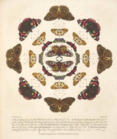 Plaat VII uit Een Zeldzame Afbeelding van Vlinders en Motten, uitgegeven 1764 door Benjamin Wilkes