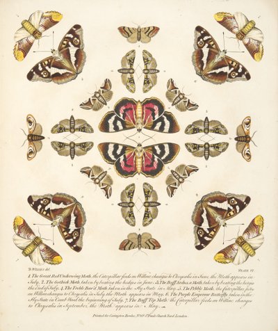 Plaat VI, uit Een zeldzame afbeelding van vlinders en motten, uitgegeven 1764 (handgekleurde gravure) door Benjamin Wilkes