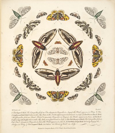 Plaat V, uit Een zeldzame afbeelding van vlinders en motten, uitgegeven 1764 (handgekleurde gravure) door Benjamin Wilkes