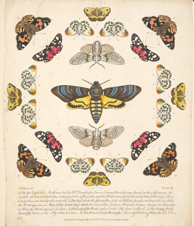 Plaat XII, uit Een zeldzame afbeelding van vlinders en motten, uitgegeven 1764 door Benjamin Wilkes