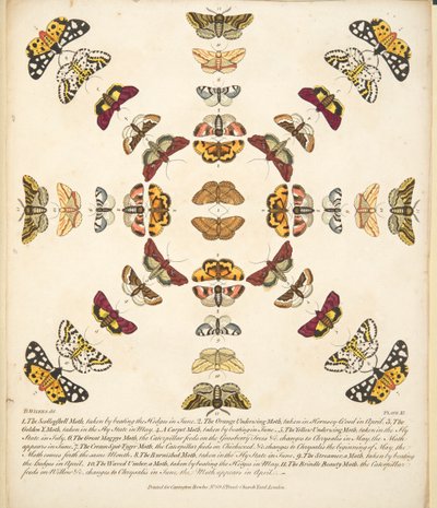 Plaat XI, uit Een zeldzame afbeelding van vlinders en motten, uitgegeven 1764 (handgekleurde gravure) door Benjamin Wilkes