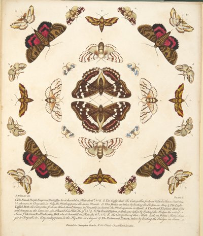 Plaat X, uit Een zeldzame afbeelding van vlinders en motten, uitgegeven 1764 (handgekleurde gravure) door Benjamin Wilkes