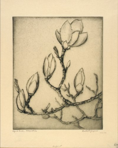 Aprilknoppen--Magnolia door Bertha E. Jaques