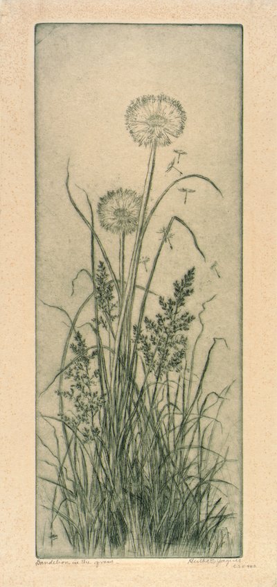 Paardenbloem in het gras door Bertha E. Jaques