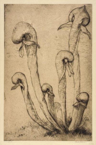 Darlingtonia door Bertha E. Jaques