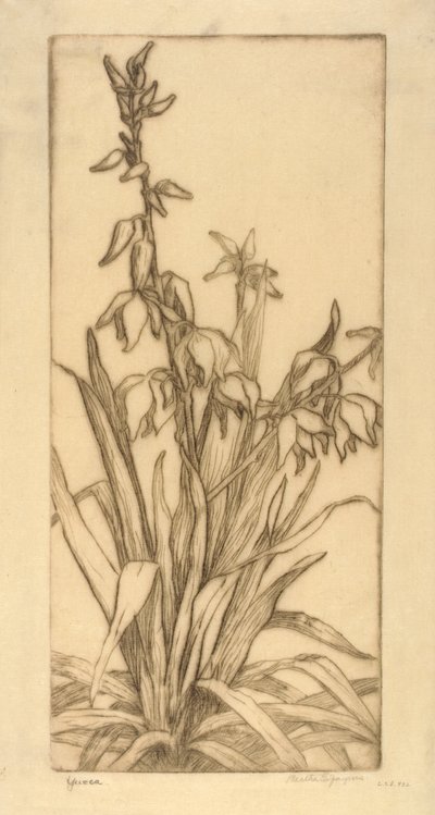 Yucca door Bertha E. Jaques