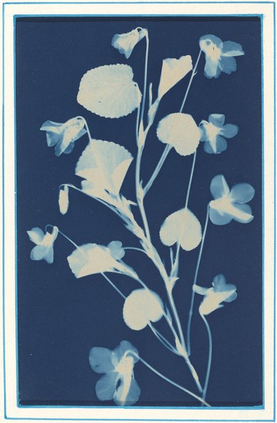Zonder titel, ca. 1900 door Bertha Evelyn Jacques