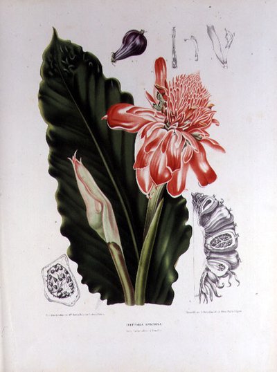 Elettaria Speciosa, illustratie uit 