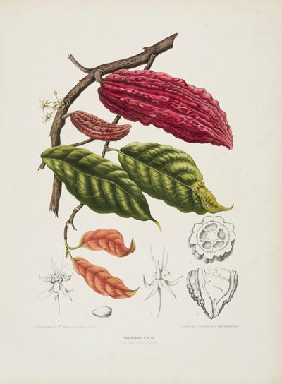 Theobroma, Cacaoboom, ca. 1840-1890 door Berthe Hoola van Nooten
