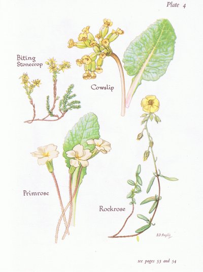 Muurpeper, Sleutelbloem, Zonneroosje, Primula door Bessie D. Inglis