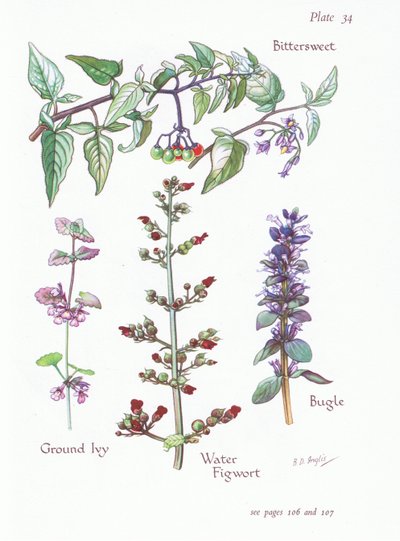 Bitterzoet, hondsdraf, bugel, waterweegbree door Bessie D. Inglis