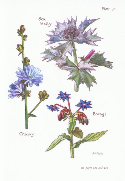 Cichorei of succorie, zeehulst, borage door Bessie D. Inglis