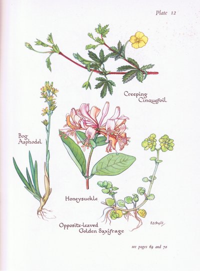 Kruipende Ganzerik, Moerasorchis, Kamperfoelie, Goudveil door Bessie D. Inglis