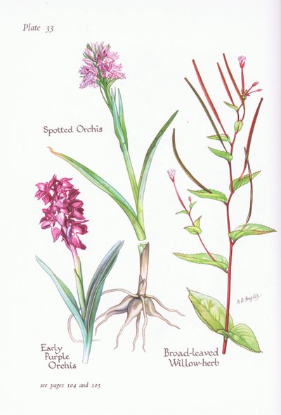 Vroege purperorchis, gevlekte orchis, breedbladige wilgenroosje door Bessie D. Inglis