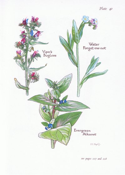 Evergreen alkanet, slangenkruid, water vergeet-me-niet door Bessie D. Inglis