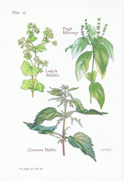 Vrouwenmantel, hondsdraf, brandnetel door Bessie D. Inglis