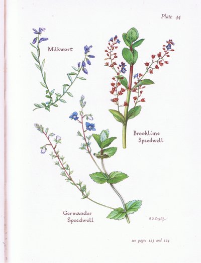 Melkwort, beekpunge, ereprijs, gamanderereprijs door Bessie D. Inglis