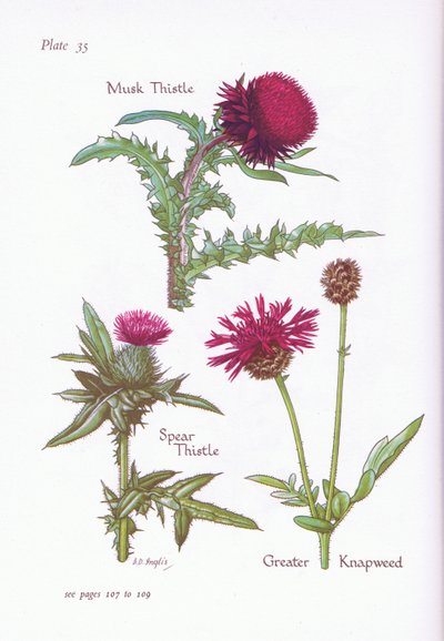 Muskusdistel, speerdistel, grote knoopkruid door Bessie D. Inglis