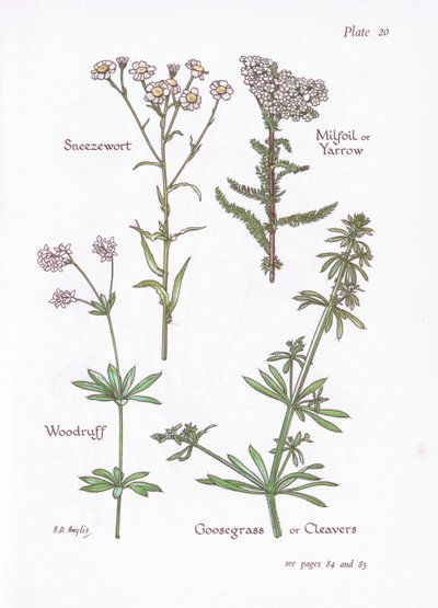 Duizendblad, Walstro, Kleefkruid door Bessie D. Inglis