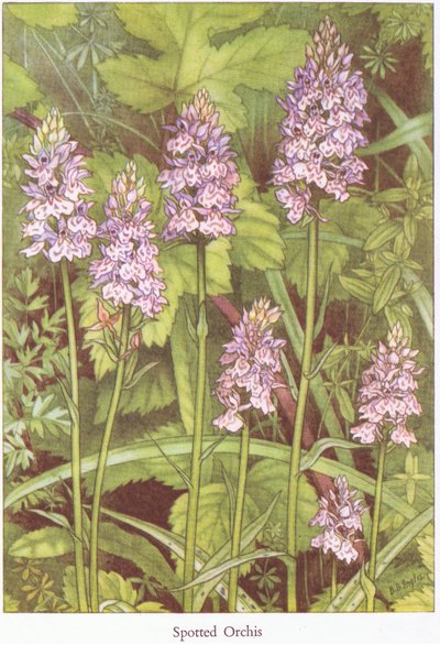 Gevlekte Orchis door Bessie D. Inglis