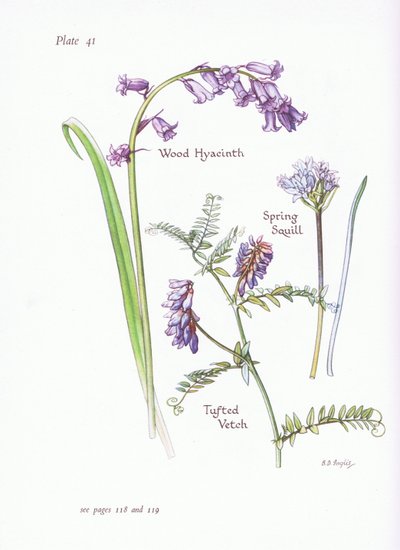 Lenteklokje, boshyacint, troswikke door Bessie D. Inglis