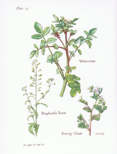 Waterkers, Herderstasje, Scheurgras door Bessie D. Inglis