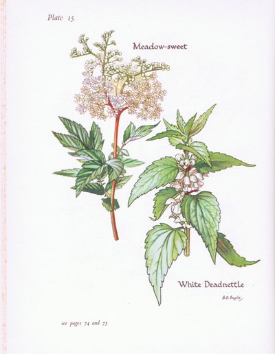 Witte Dovenetel, Moerasspirea door Bessie D. Inglis