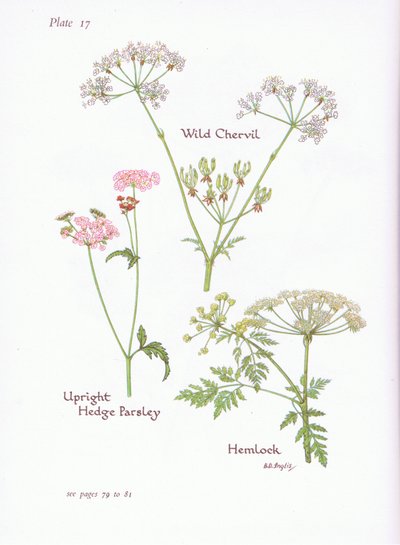 Wilde Kervel, Gevlekte Scheerling, Gladde Fluitenkruid door Bessie D. Inglis