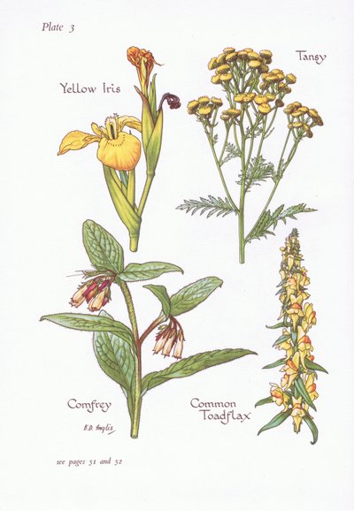 Gele Lis, Boerenwormkruid, Smeerwortel, Vlasbekje door Bessie D. Inglis