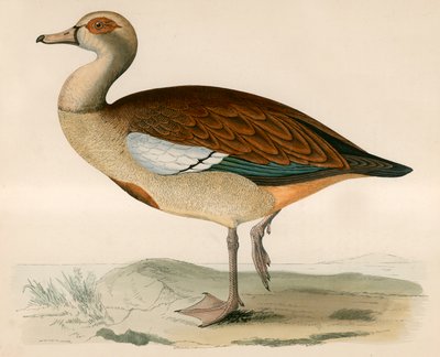 Egyptische gans door Beverley R. Morris