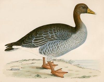 Grauwe gans door Beverley R. Morris