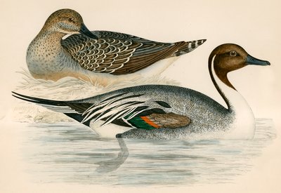 Pijlstaart door Beverley R. Morris