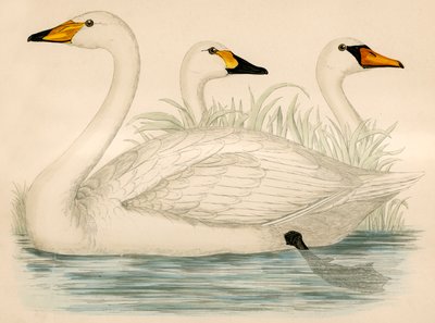 Zwanen door Beverley R. Morris