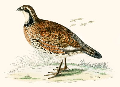 Virginische patrijs door Beverley R. Morris