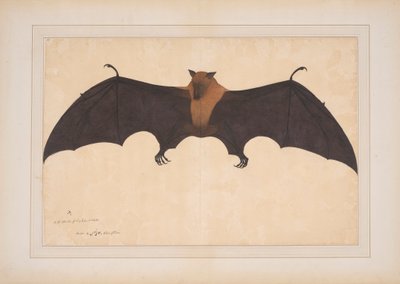Een Grote Indiase Vleerhond of Vliegende Vos (Ptreopus Giganteus) door Bhawani Das