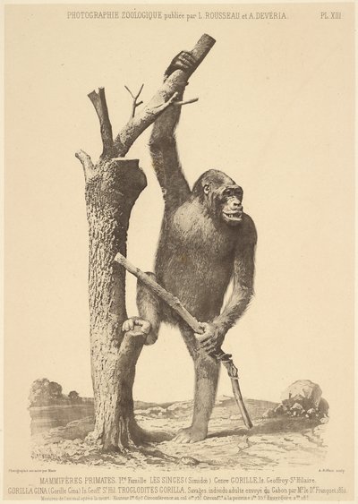 [Gorilla] door Bisson Frères