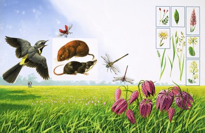 De bloeiende velden, inclusief grijze kwikstaart, rode kardinaalkever, veldmuis en verschillende grassoorten en planten door Bob Hersey