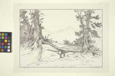 Sierra Pines door Bolton Coit Brown