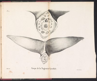Doorsnede van de staartvin van de walvis, 1827 door Bossuet