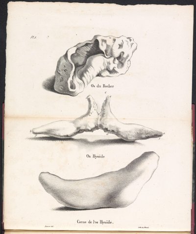Drie delen van het tongbeen van de walvis, 1827 door Bossuet
