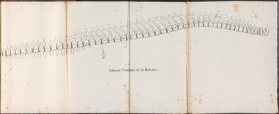 Ruggengraat van de walvis door Bossuet