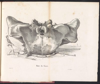 Schedel van de walvis, 1827 door Bossuet