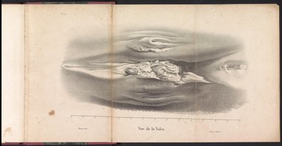 Vrouwelijke geslachtsorganen van de walvis, 1827 door Bossuet
