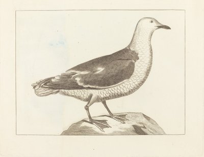Watervogels door British 19th Century