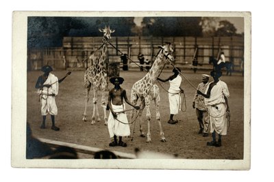 Giraffen en hun Somalische begeleiders, ca. 1905 (gelatinezilverdruk) door British Photographer