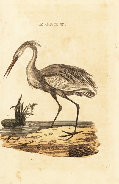 Grote zilverreiger, Ardea alba door British School